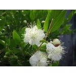  Мирт обыкновенный (Myrtus communis)